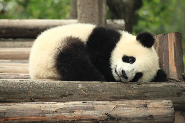 What Google’s Panda 4.0 Update Means for Your Ecommerce Site
